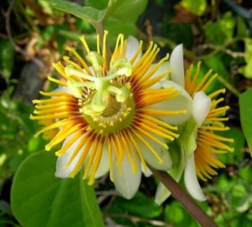 Yellow Passiflora Flower Seeds