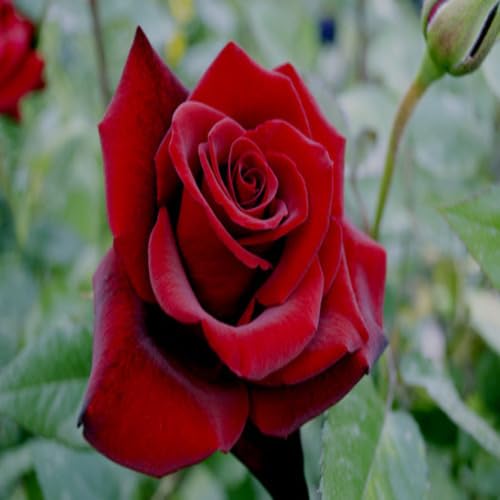 Red Giant Rose Flower Seeds