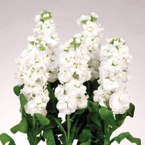 white matthiola incana flower