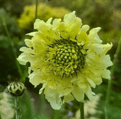 Yellow Scabious Flower Seeds