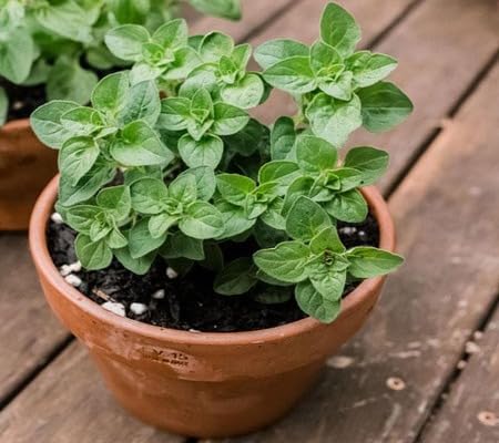 Green Oregano Plant Seeds herb seeds - natural growing, healthy herbs garden seeds