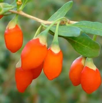 Goji Berry Orange Variety Gmo Fruit Seeds
