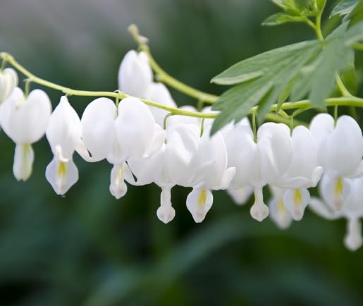 white dicentra flower seeds