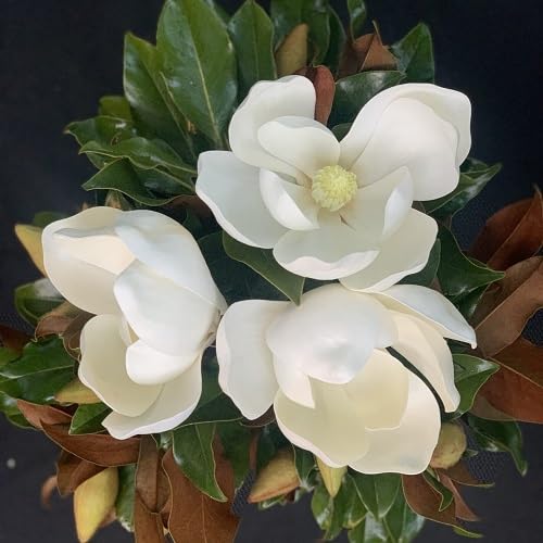 White Magnolia Flower Seeds