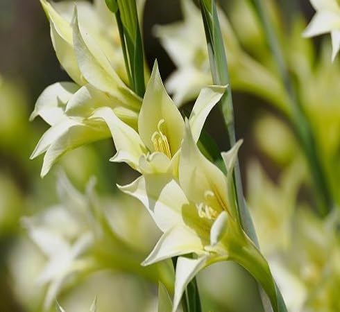 White Gladiolus Tristis Flower Seeds