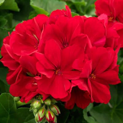 White Ivy Geranium Flower Seeds