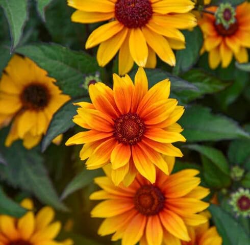 Red Yellow Heliopsis Flower Seeds