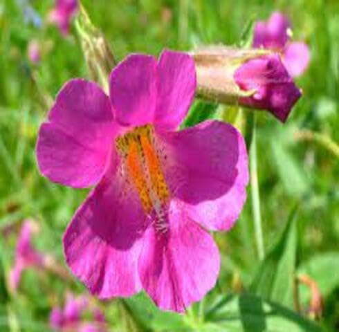 Pink Mimulus lewisii Flower Seeds