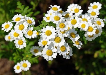White Mutterkraut Flower Seeds