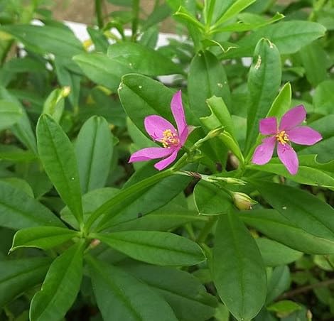 Talinum Flower Seeds