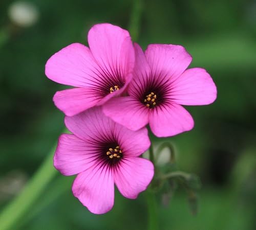 Pink Oxalis Flower Seeds