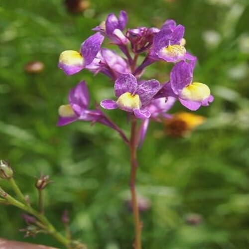Limonium Flower Seeds