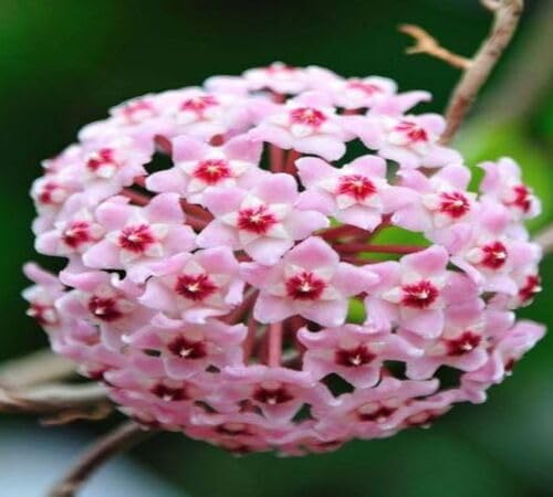 Pink Hoya kerrii Flower Seeds