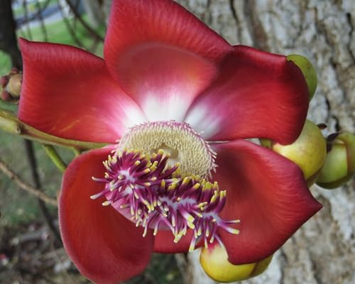 Cannonball Flower Seeds