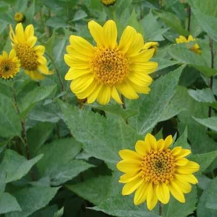 Yellow Helianthus Flower Seeds