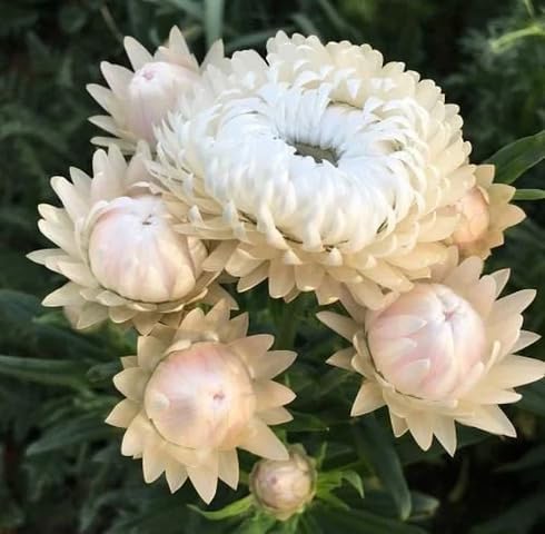 White Strawflower Seeds