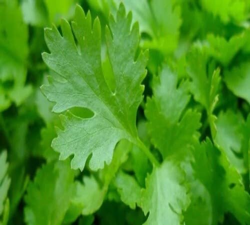 Green Parsley Plant Seeds herb seeds - healthy herbs, kitchen garden garden seeds