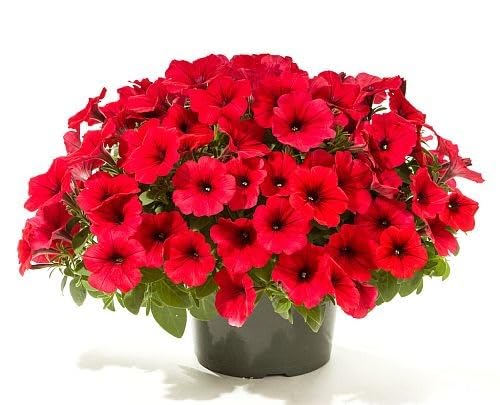 Red Petunia Flower Seeds
