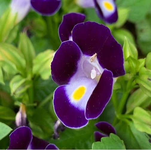 Purple Torenia Flower Seeds