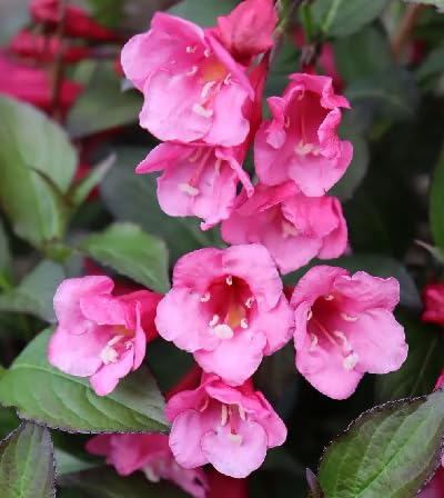 Pink Weigela Flower Seeds