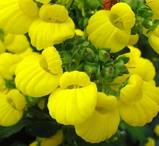 Yellow Calceolaria Flower Seeds
