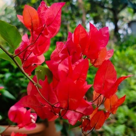 Red Climbing Bougainvillea Flower Seeds