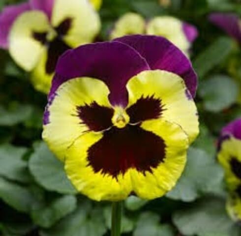 Yellow Violet Pansy Flower Seeds