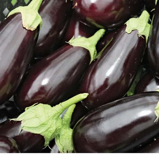 Thai Yellow Egg Eggplant vegetable seeds vegetable seeds for Home Gardening, Healthy Culinary for kitchen garden planting