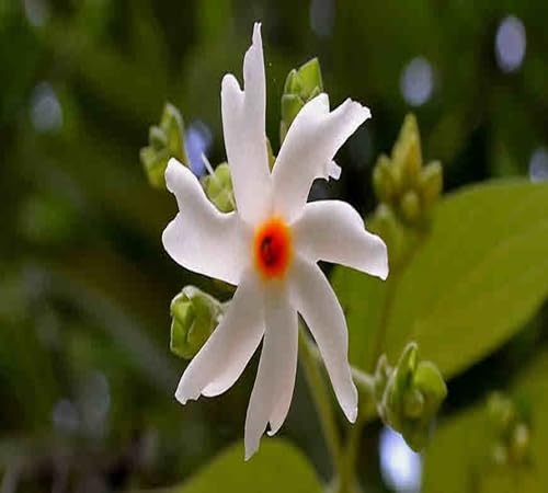 White Piece Harsingar Flower Seeds