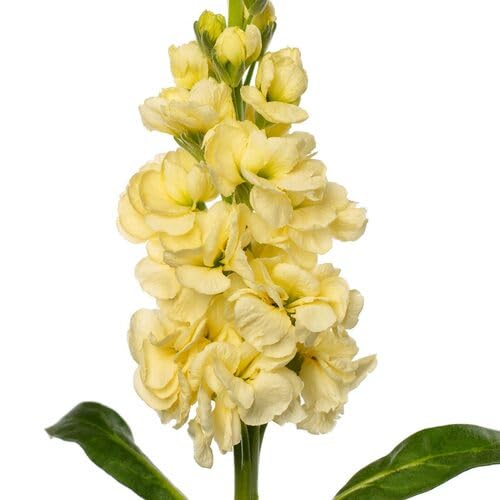 Matthiola Flower Seeds