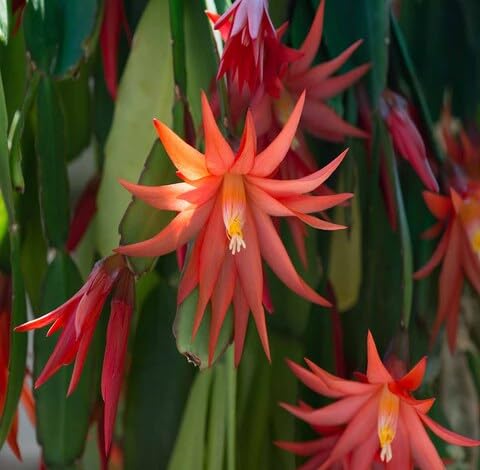 orange schlumbergera flower seeds