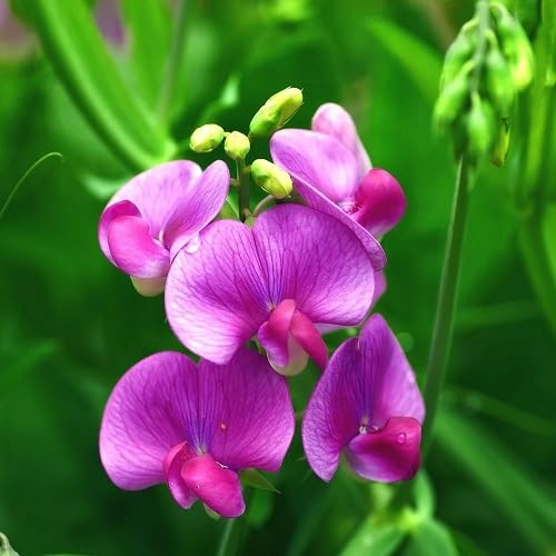 Pink Mogra Flowers Seeds