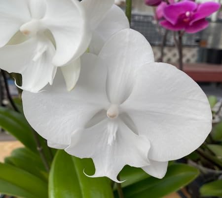 phalaenopsism Flower Seeds