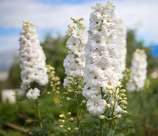 White Delphinium Flower Seeds