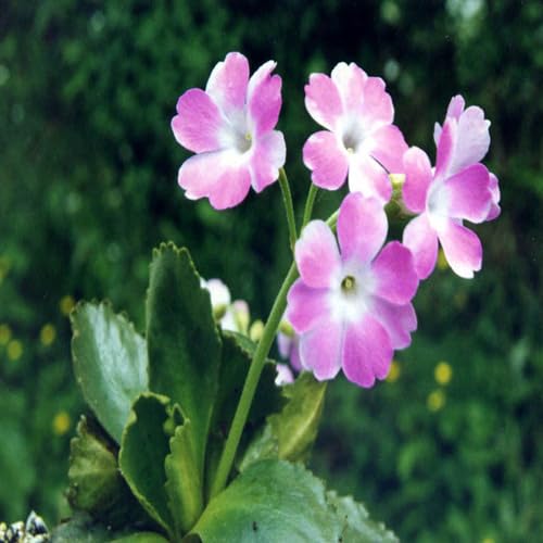 Pink Primula Hirsuta Flower Seeds