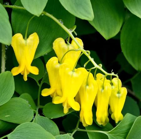 Yellow Lamprocapnos Flower Seeds