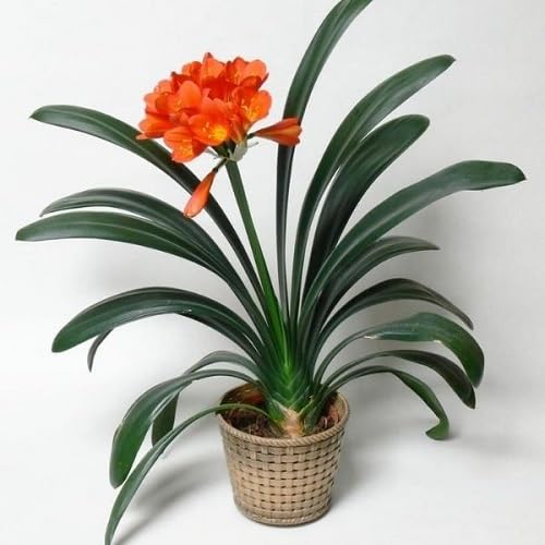 Orange Clivia Flower Seeds