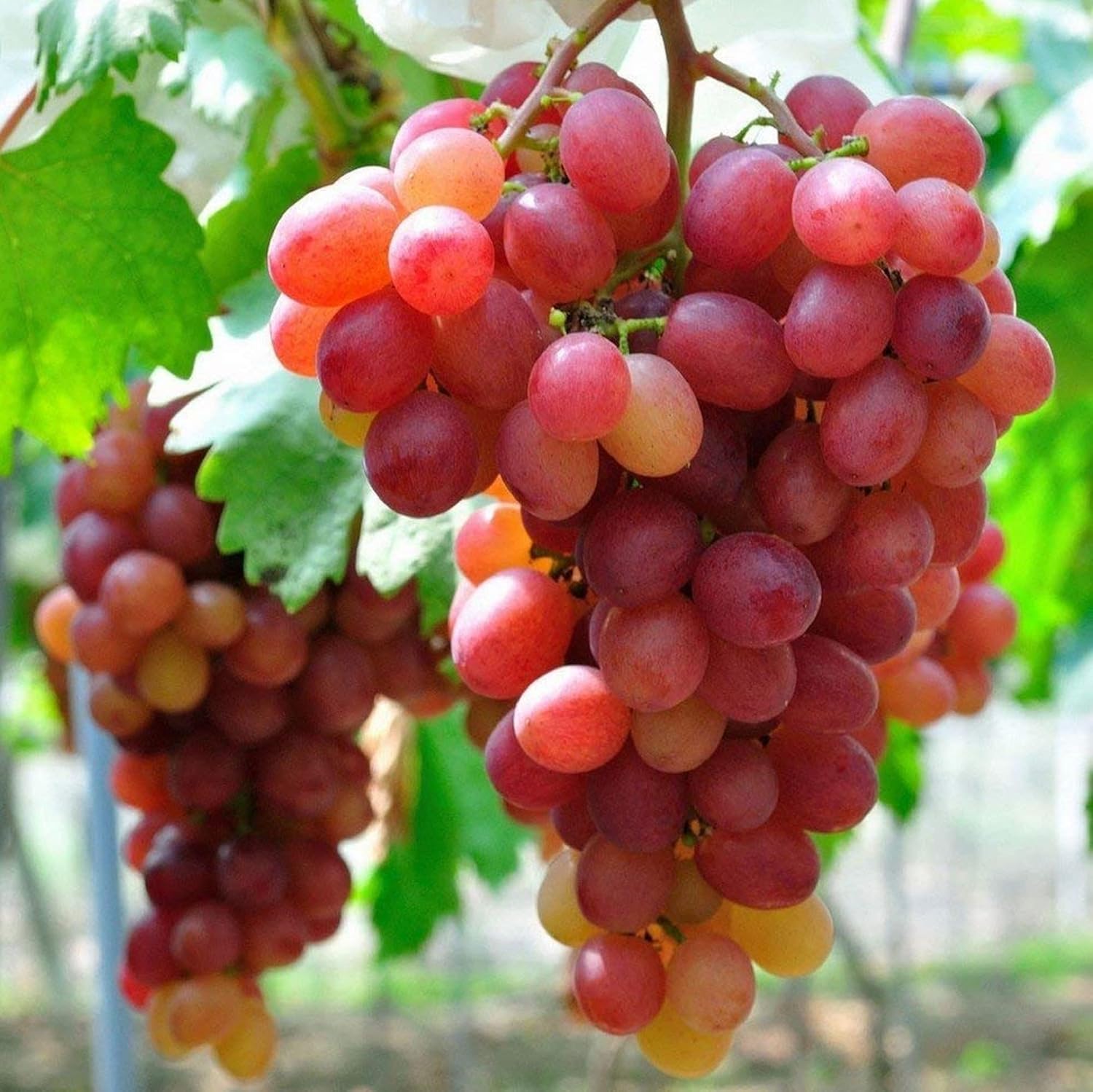 green red grape fruit for planting Fruit Seeds