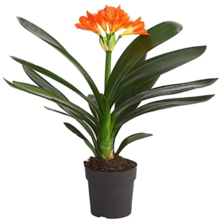 Orange Clivia Flower Seeds