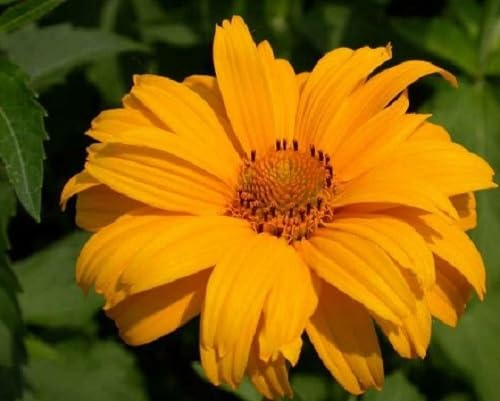 Yellow Heliopsis Flower Seeds