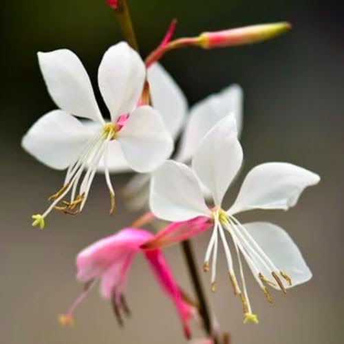 White Gaura Flowers Seeds