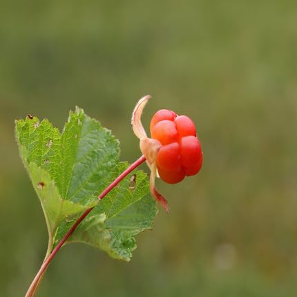 Red Cloudberry fruit seeds for organic garden planting