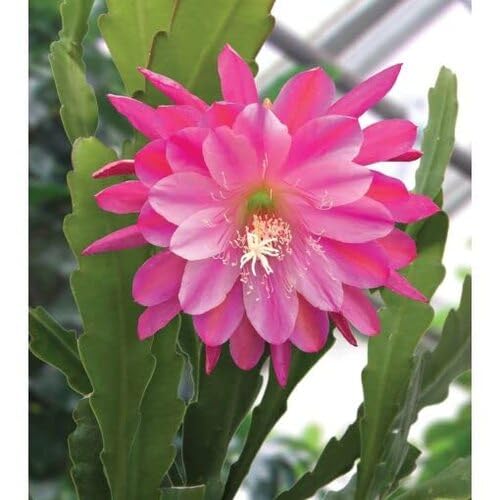 Mixed Epiphyllum Flower Seeds