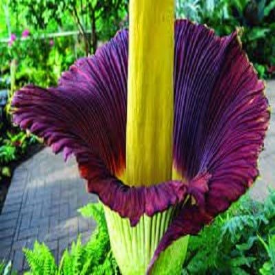 Maroon Corpse Flower Seeds