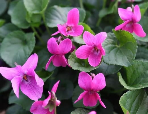 Pink Viola Odorata Flower Seeds