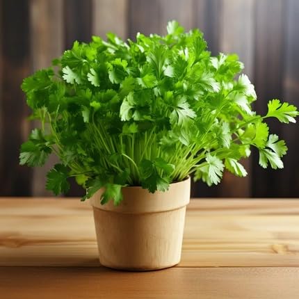 Green Cilantro Plant Seeds herb seeds - organic, fresh harvest garden seeds