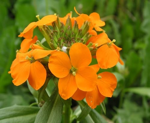 orange cheiranthus cheirii flower Fruit Seeds for Home Planting Premium Germination Healthy Harvest Growing
