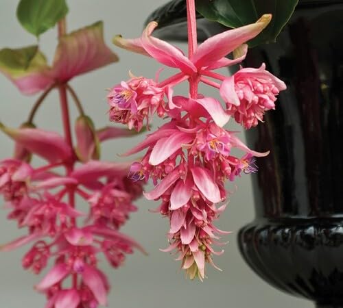 Pink Medinilla Magnifica Flower Seeds