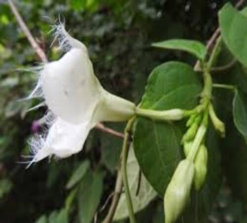 White loroco Flower Seeds