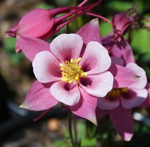 Pink Aquilegia Rose Flower Seeds
